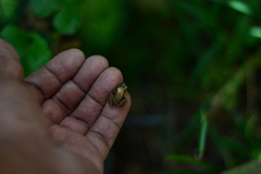 Eleutherodactylus cystignathoides