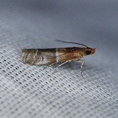 Moodna pallidostrinella