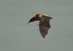 Pteropus niger