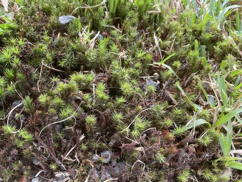 Polytrichum commune observed 2022-08-10