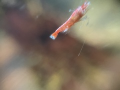 Halocaridina rubra