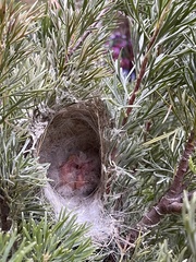 Ptilotula penicillata