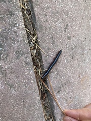 Pachyiulus oenologus