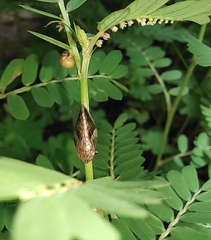 Clovia conifera