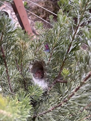 Ptilotula penicillata