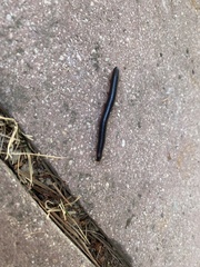 Pachyiulus oenologus