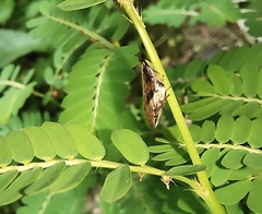 Clovia conifera