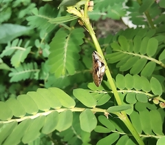 Clovia conifera