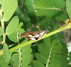 Clovia conifera