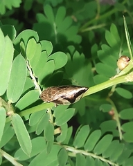 Clovia conifera