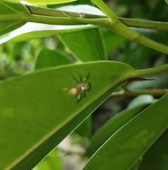 Salticinae