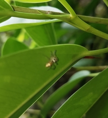 Salticinae