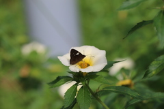 Notocrypta paralysos