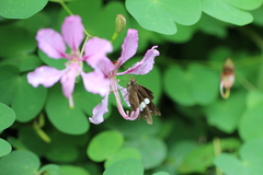 Notocrypta paralysos