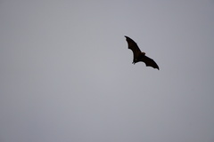 Pteropus niger