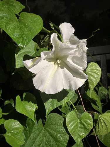 tropical white morning-glory (Ipomoea alba)