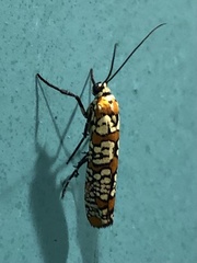 Atteva aurea