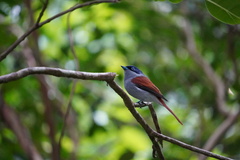 Terpsiphone bourbonnensis desolata