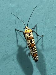 Atteva aurea
