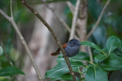 Terpsiphone bourbonnensis desolata