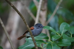 Terpsiphone bourbonnensis desolata