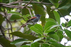Terpsiphone bourbonnensis desolata