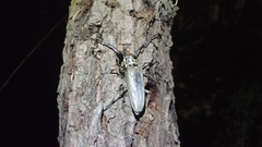 Batocera lineolata
