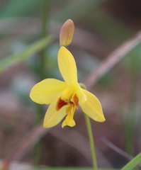 Spathoglottis pubescens