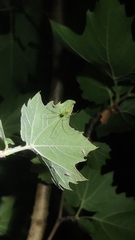Tetragnatha squamata