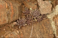 Sedum lanceolatum lanceolatum