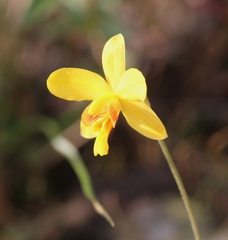 Spathoglottis pubescens