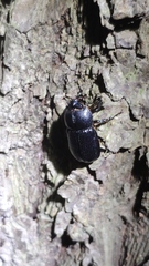 Eophileurus chinensis