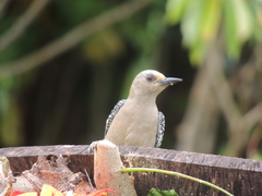 Melanerpes hoffmannii