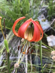 Lilium pardalinum vollmeri