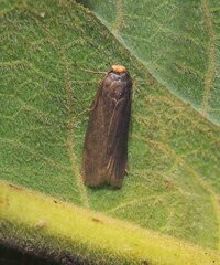 Agnoea flavifrontella