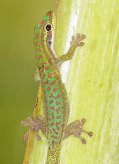 Phelsuma cepediana