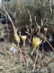 Lactuca serriola