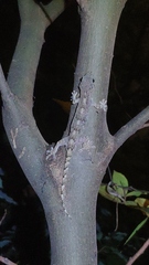 Gekko japonicus