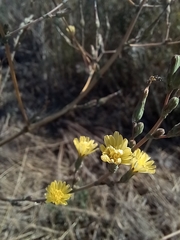 Lactuca serriola