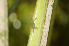 Phelsuma cepediana