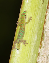 Phelsuma cepediana