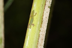 Phelsuma cepediana