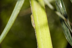 Phelsuma cepediana