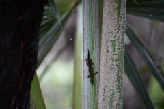 Phelsuma cepediana