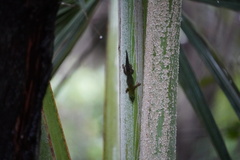 Phelsuma cepediana