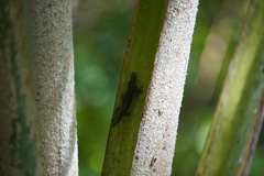 Phelsuma cepediana
