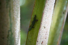 Phelsuma cepediana