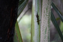 Phelsuma cepediana