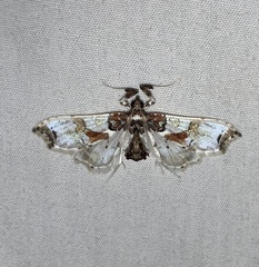 Neoleucinodes