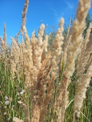 Calamagrostis epigejos